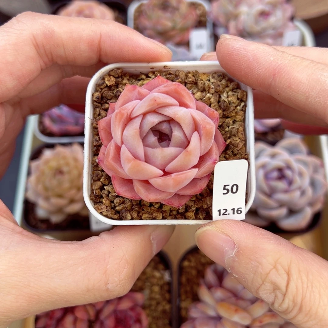 好好看50、哈哈哈哈