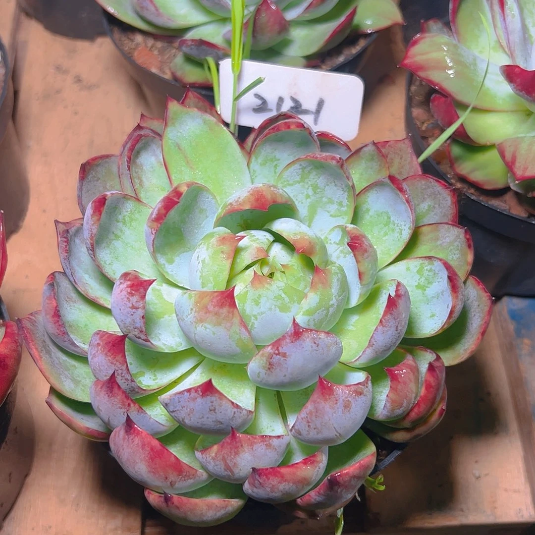 惊鸿仙子一物一拍2121号