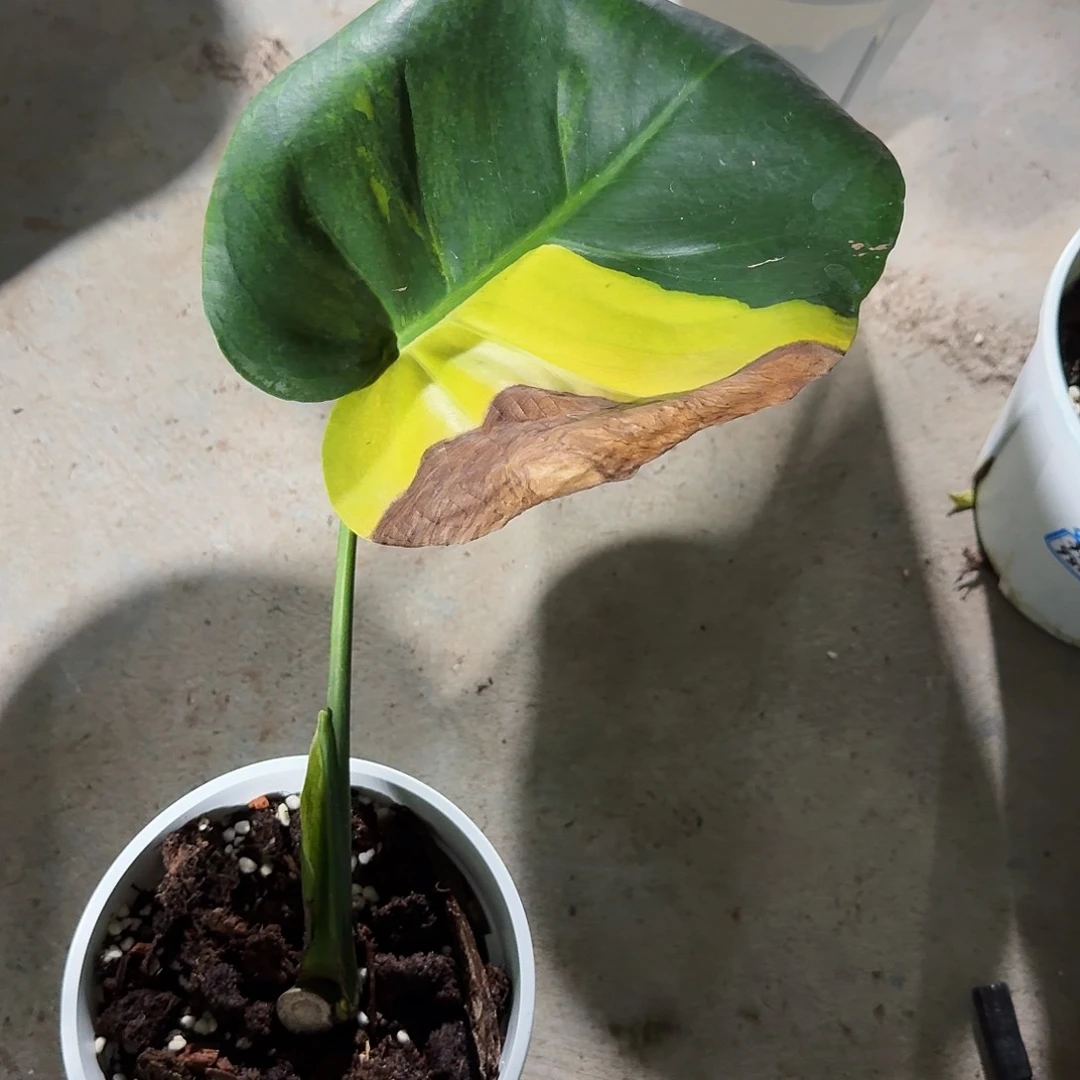 无花朵川*?龟背竹植物一物一拍