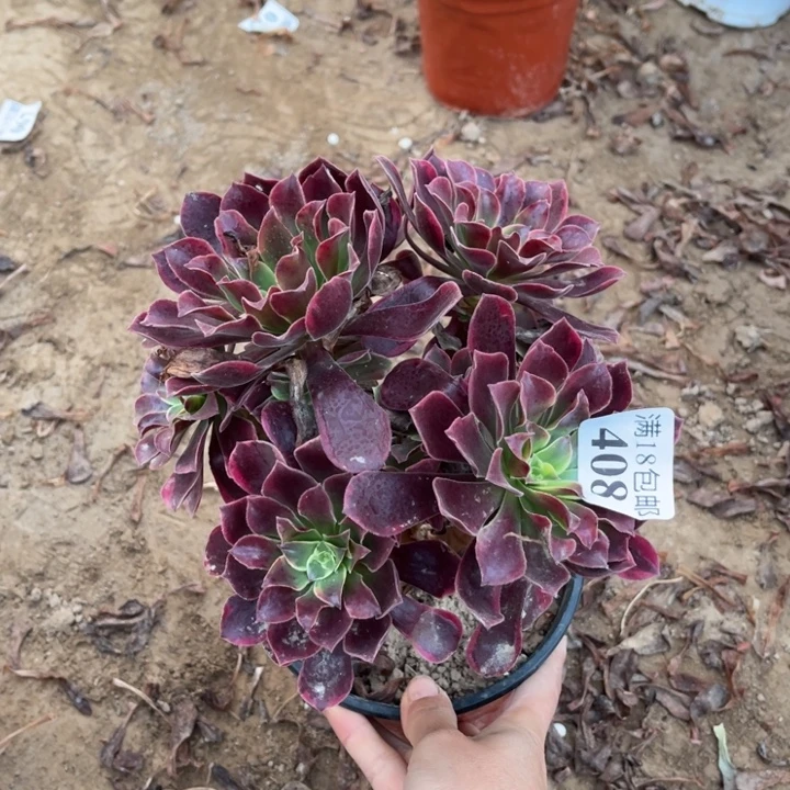 408金丝雀绣球1号棚