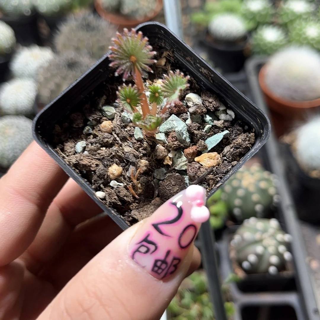 红棕榈幸运草酢浆草单头