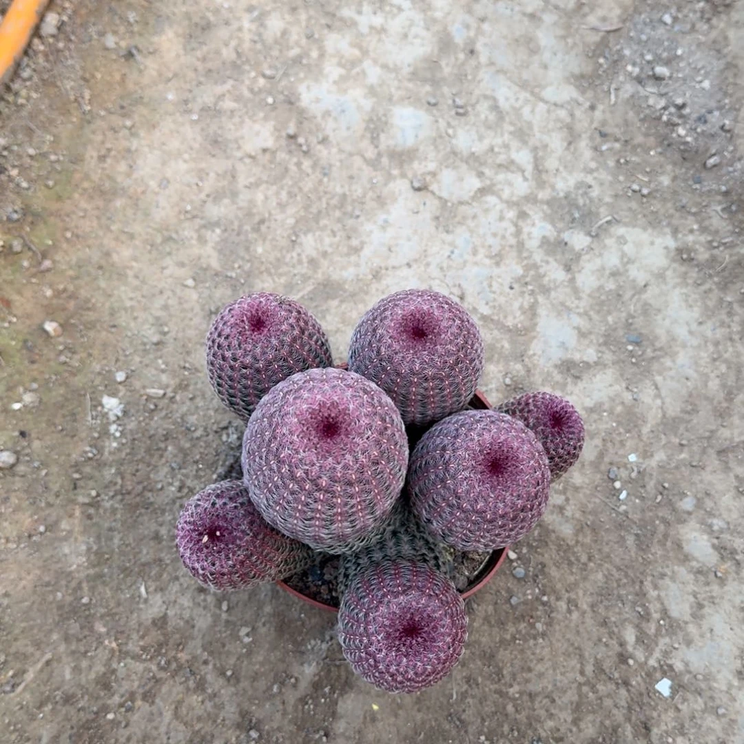 水***，可口可乐了可口可乐