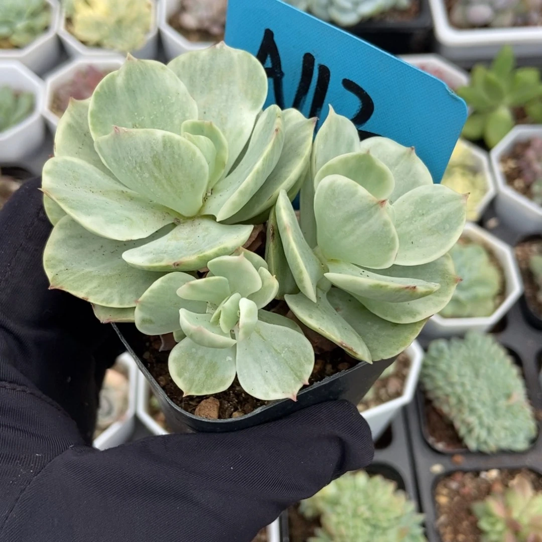 112碧桃石化多肉植物