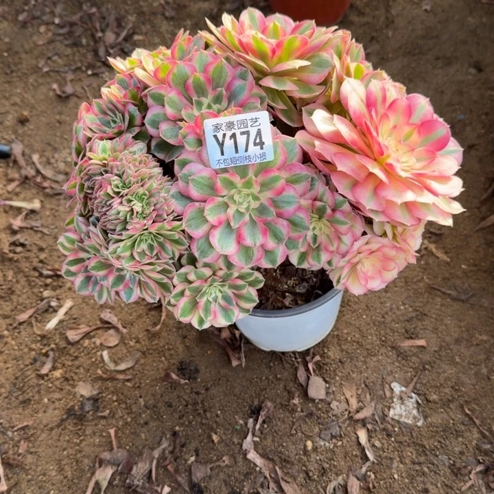 倾城缀化174官服25左右2