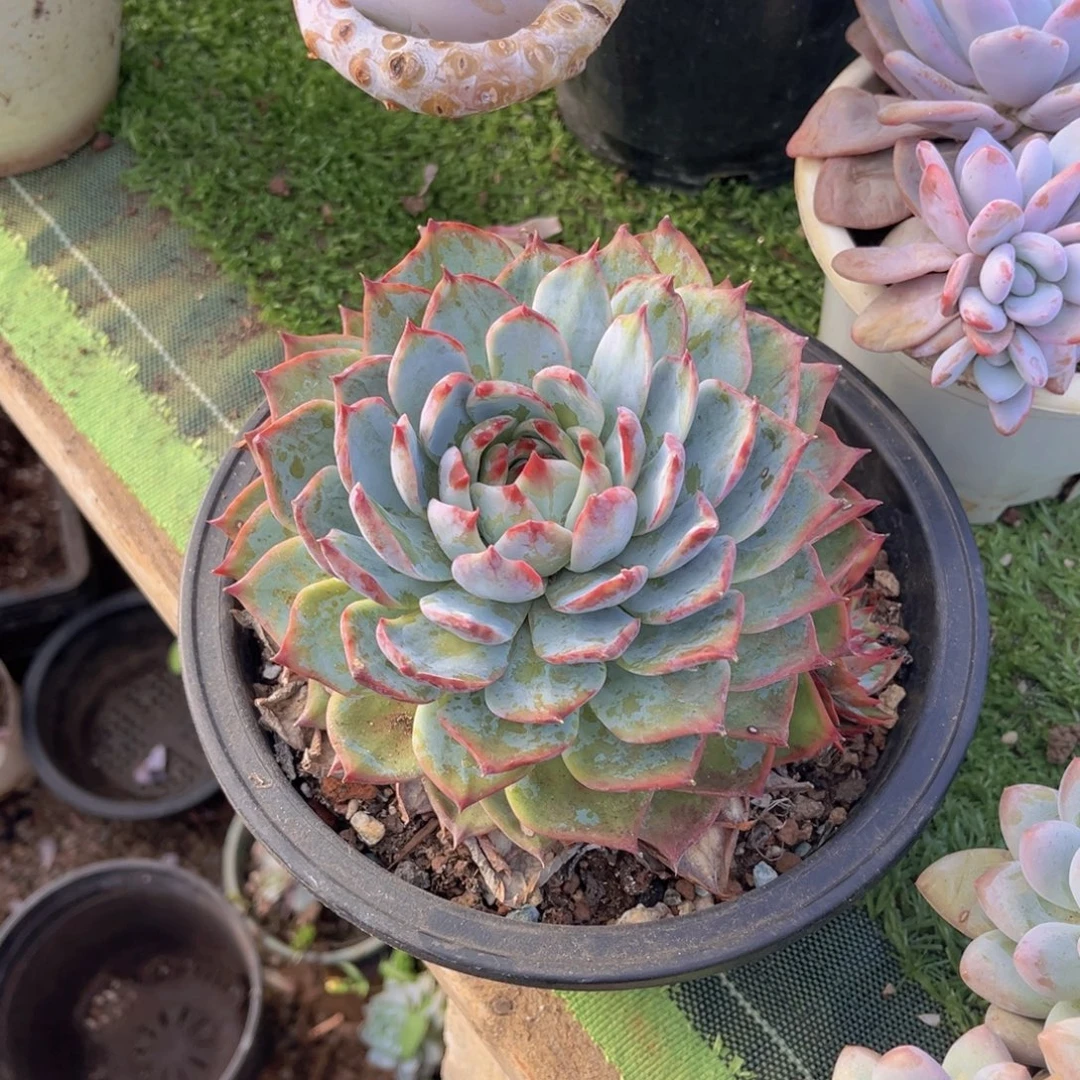 绣***阁旋叶惊鸿，官服16厘米