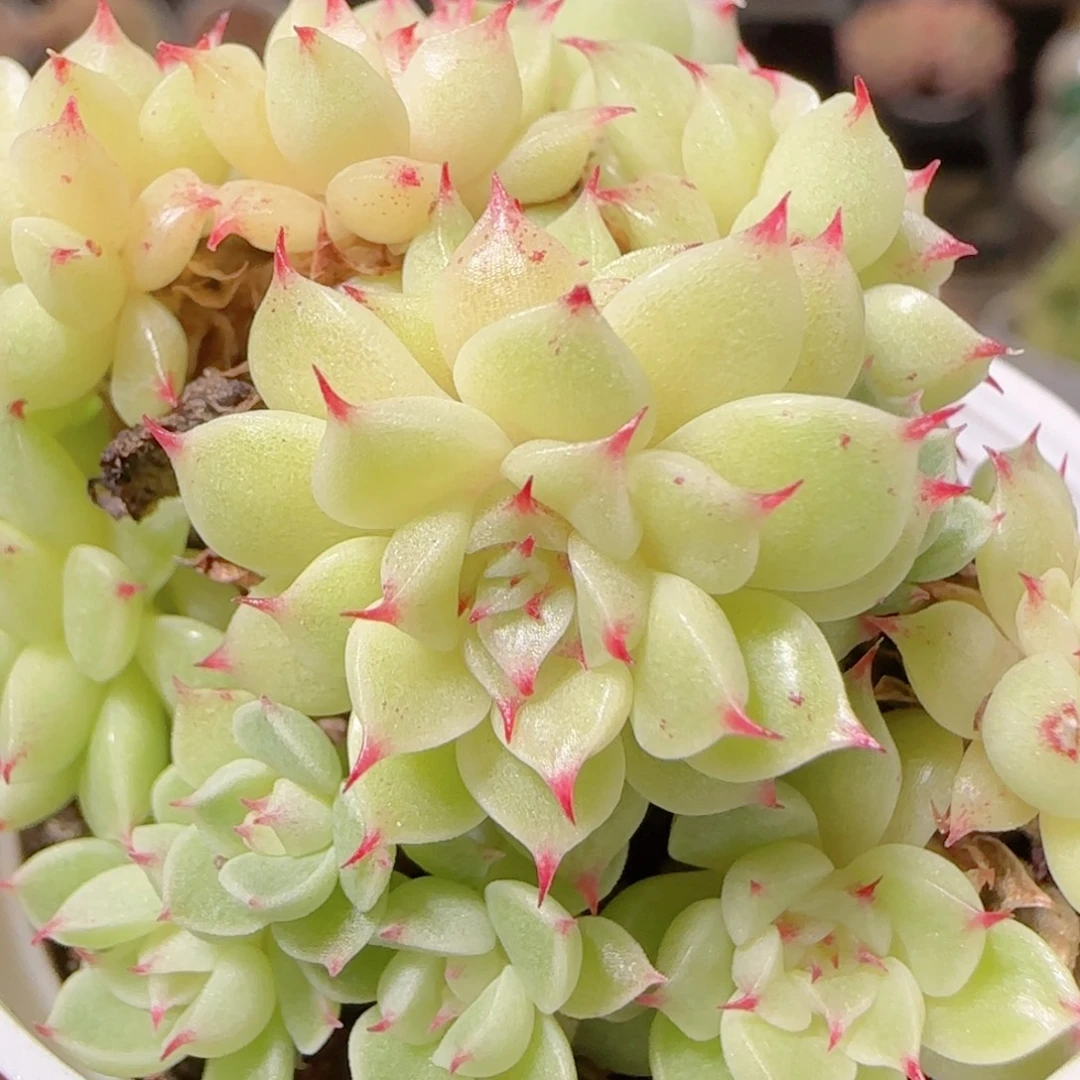 花语逸镜1129-76散