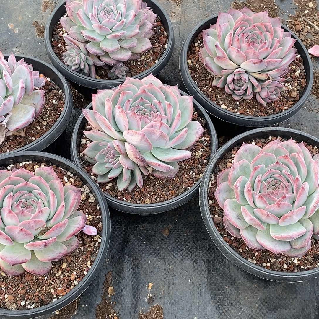 红糖卡单头带仔1颗脱土发货