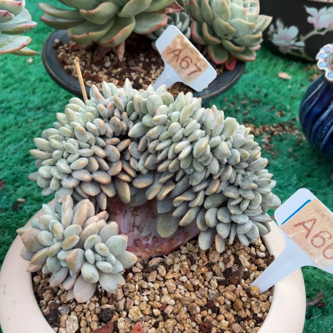 粉兔缀化，，，，，，，，，，，，