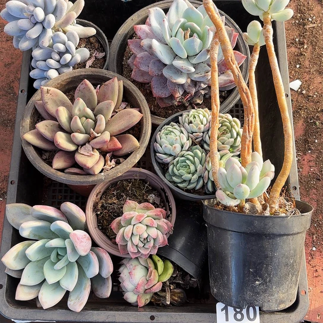 多肉植物空拍180号