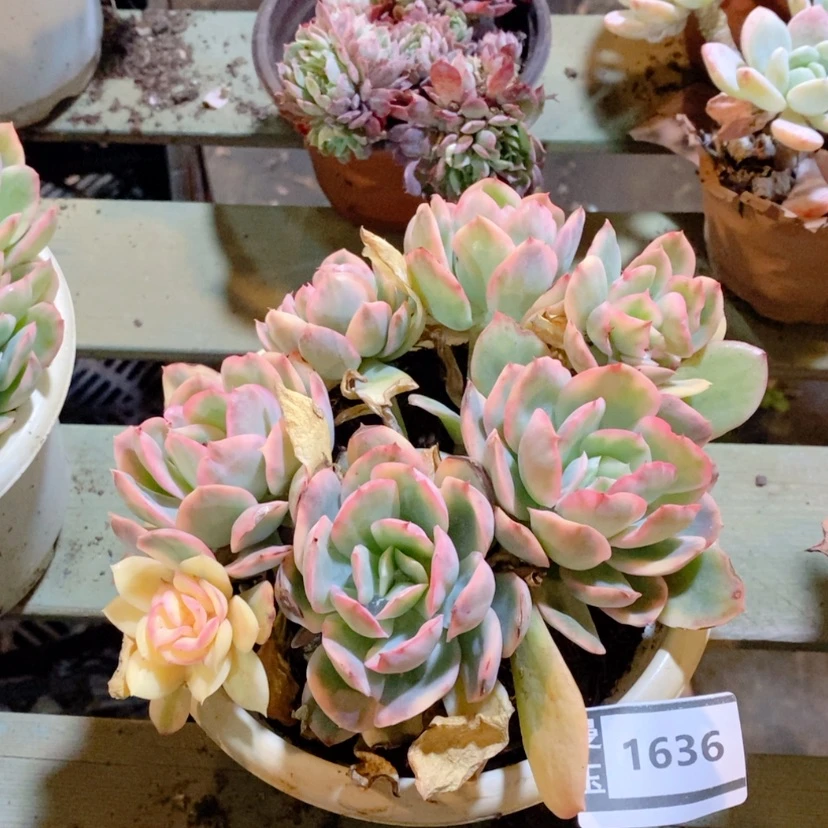 【闪购商品】绮罗锦1636