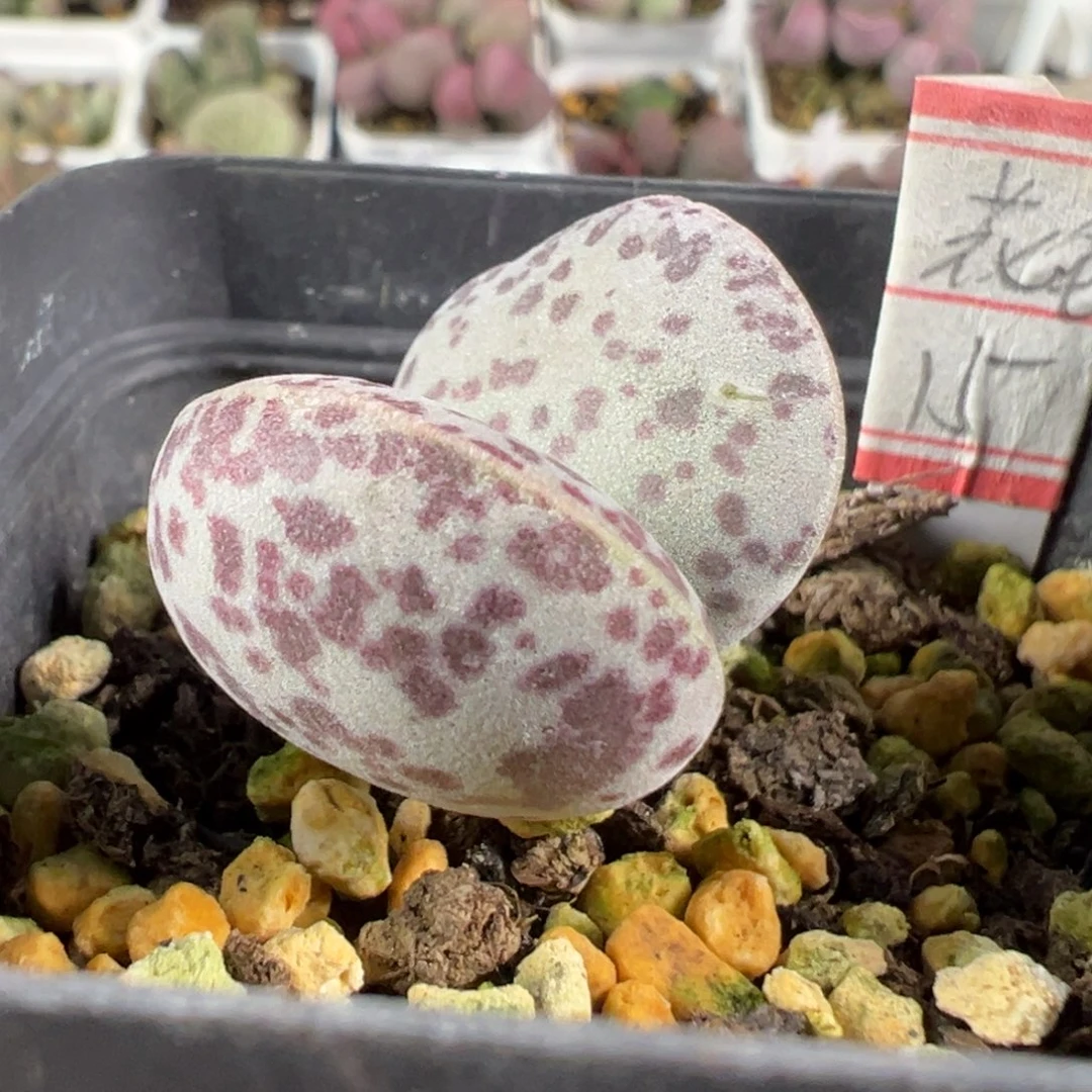 w花蛋多肉植物水泡