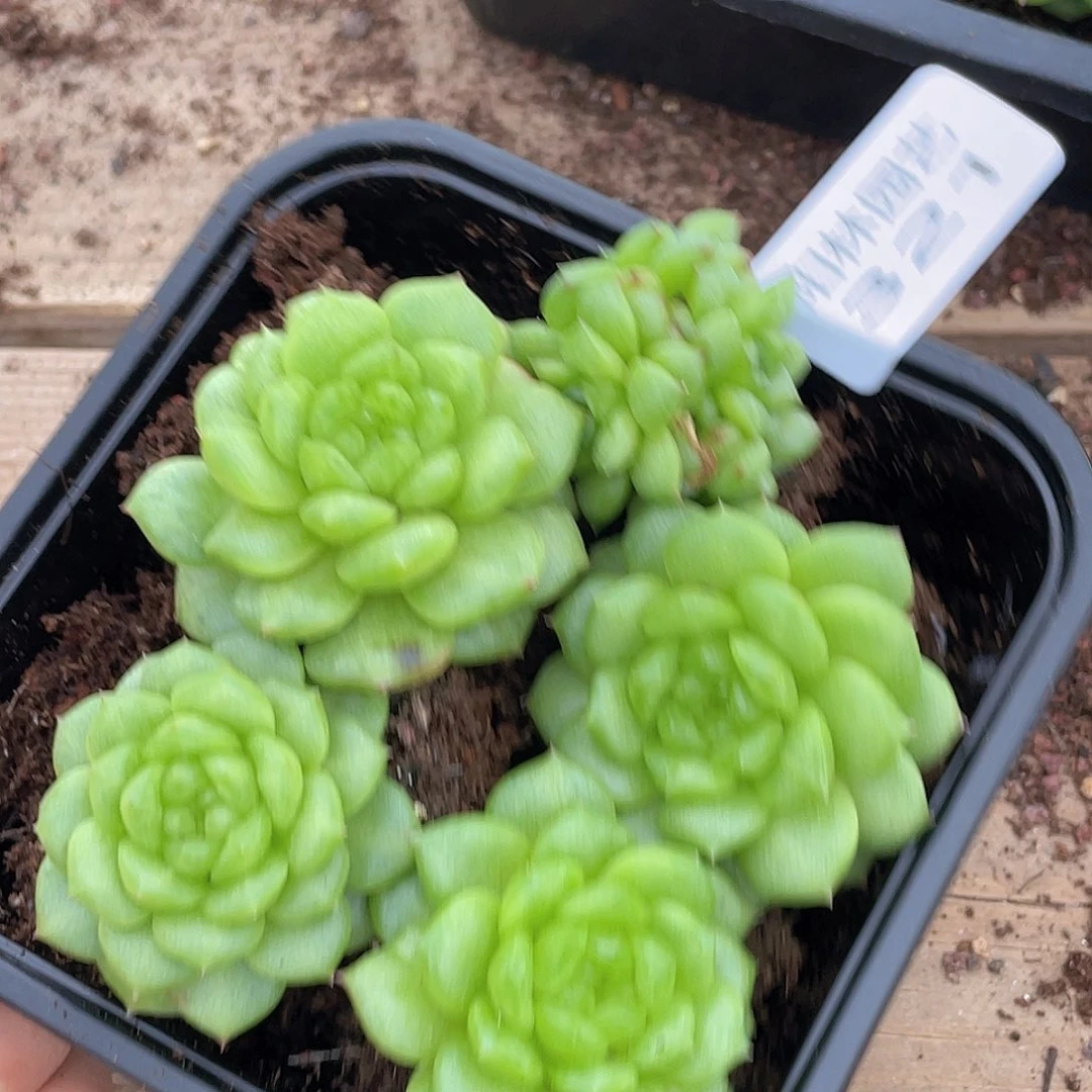 多肉植物多肉植物321