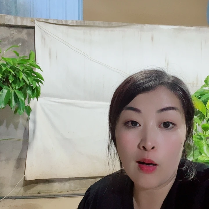 无花朵白兰花是真的好看