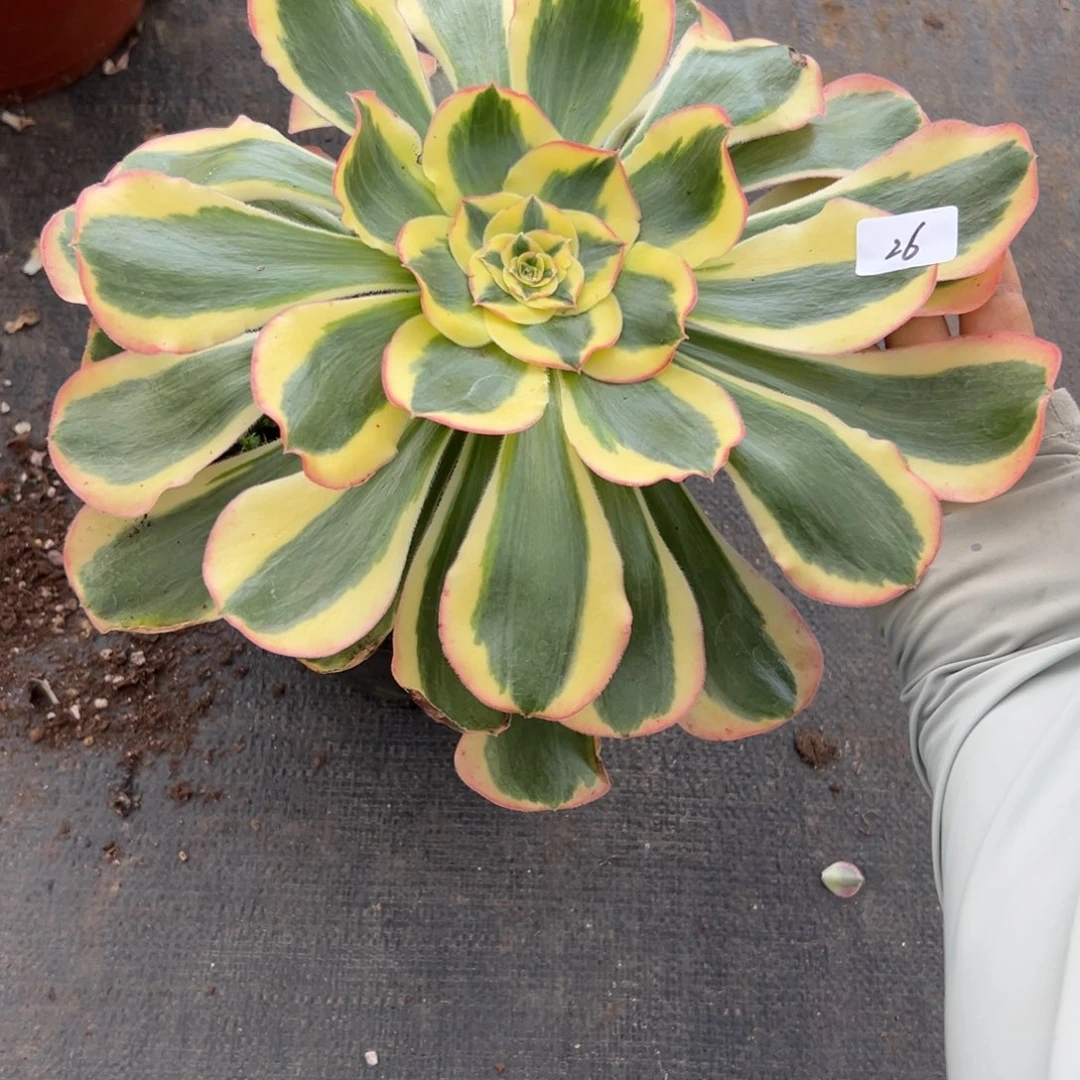 一****?26王妃多肉植物系