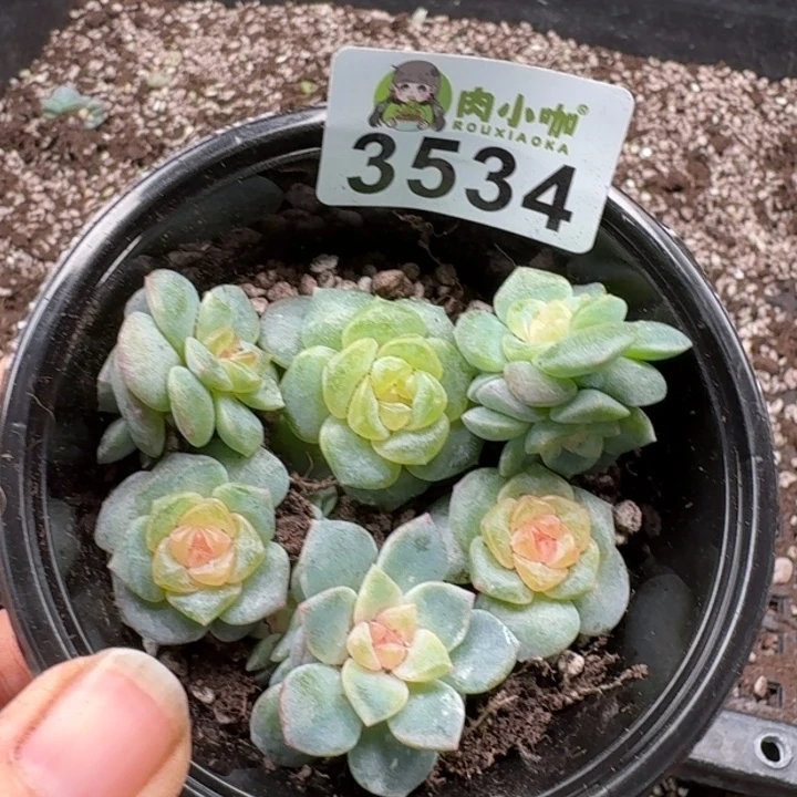 多肉植物多肉植物
