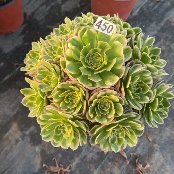 450号海鲜法师植物