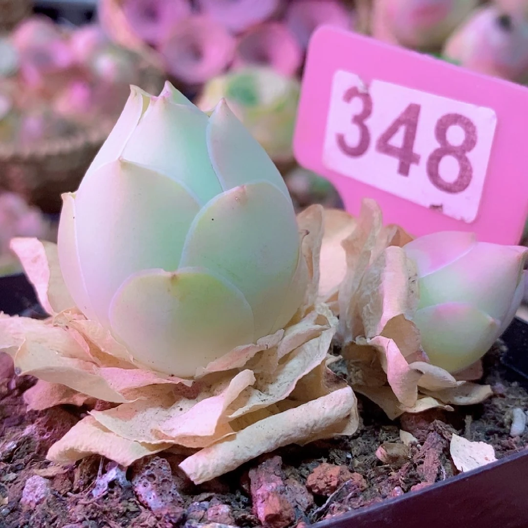 水蜜桃一物一拍348
