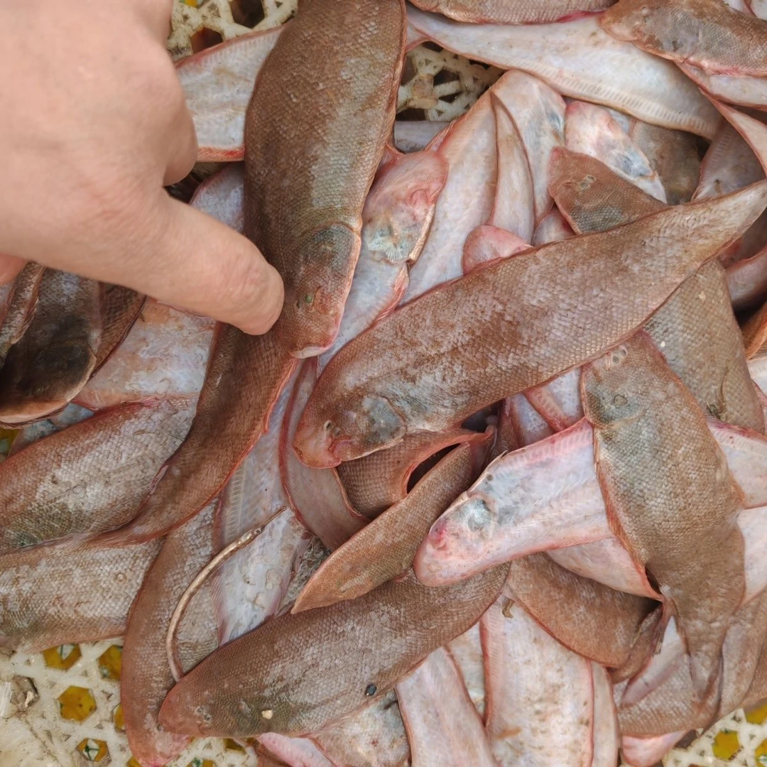 近海野生小舌头鱼5/10斤顺丰快递新鲜比目鱼海鱼