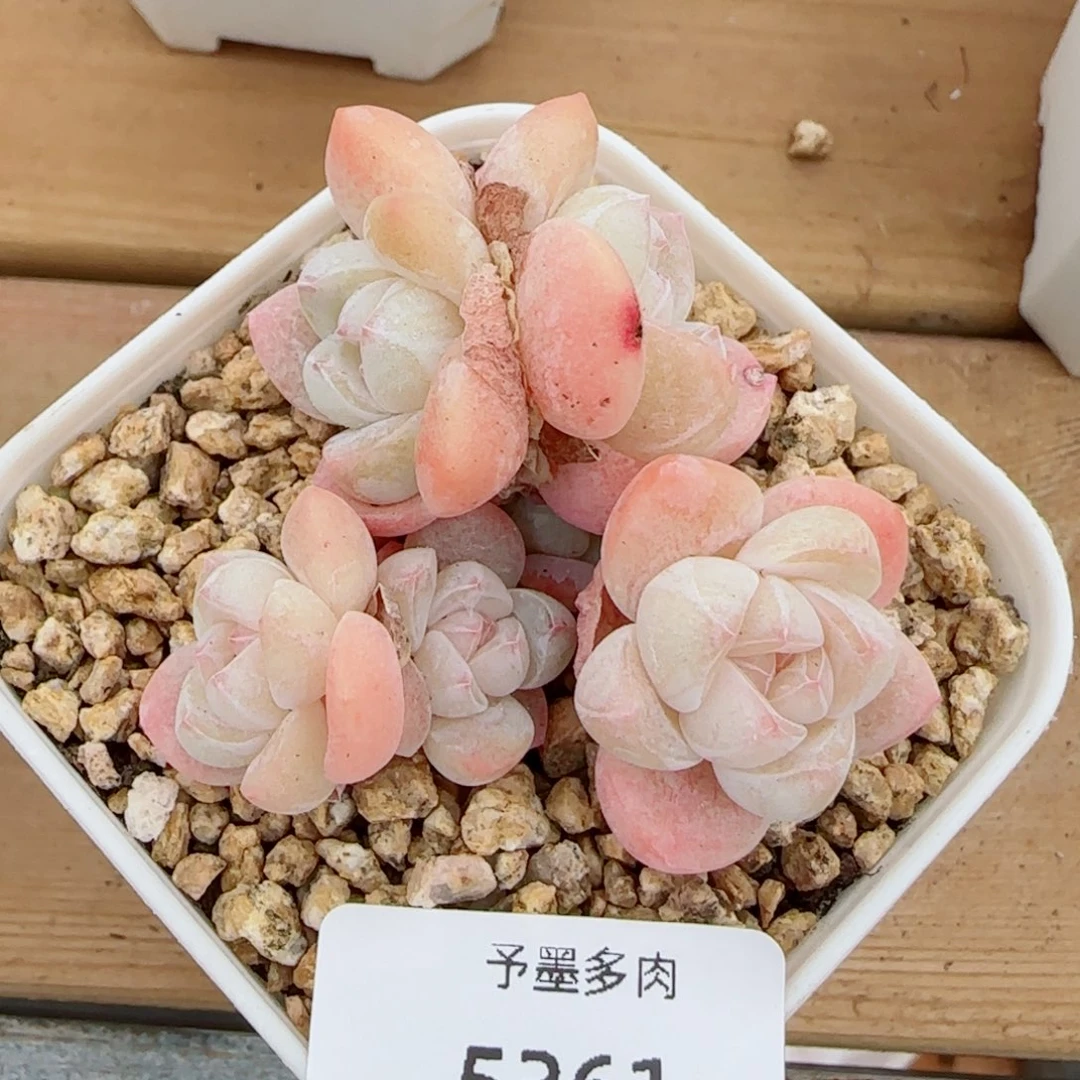 冰玉无砍，5361多肉