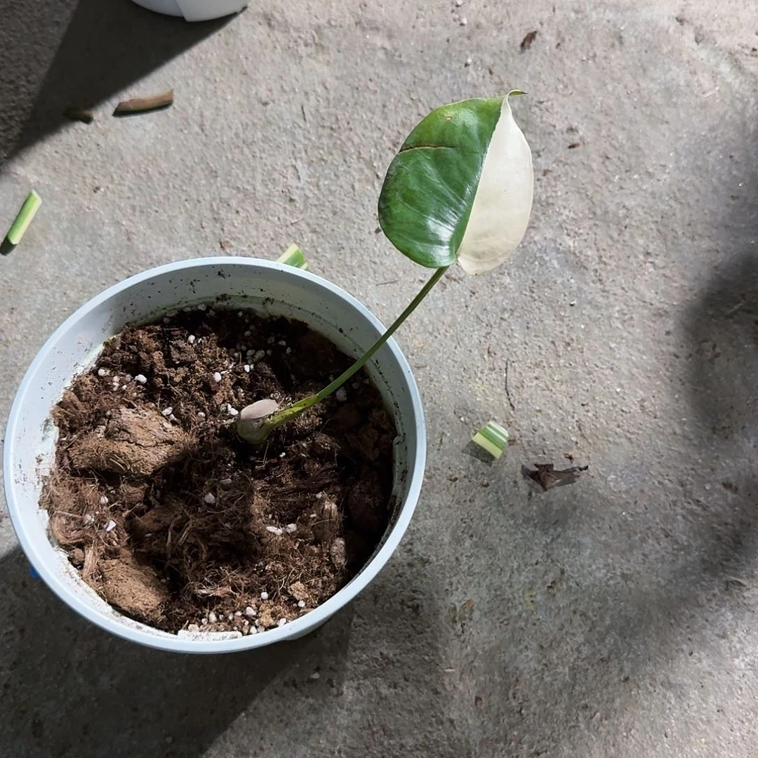 当前无花朵，栽培后可花朵G***.龟背竹植物一物一拍