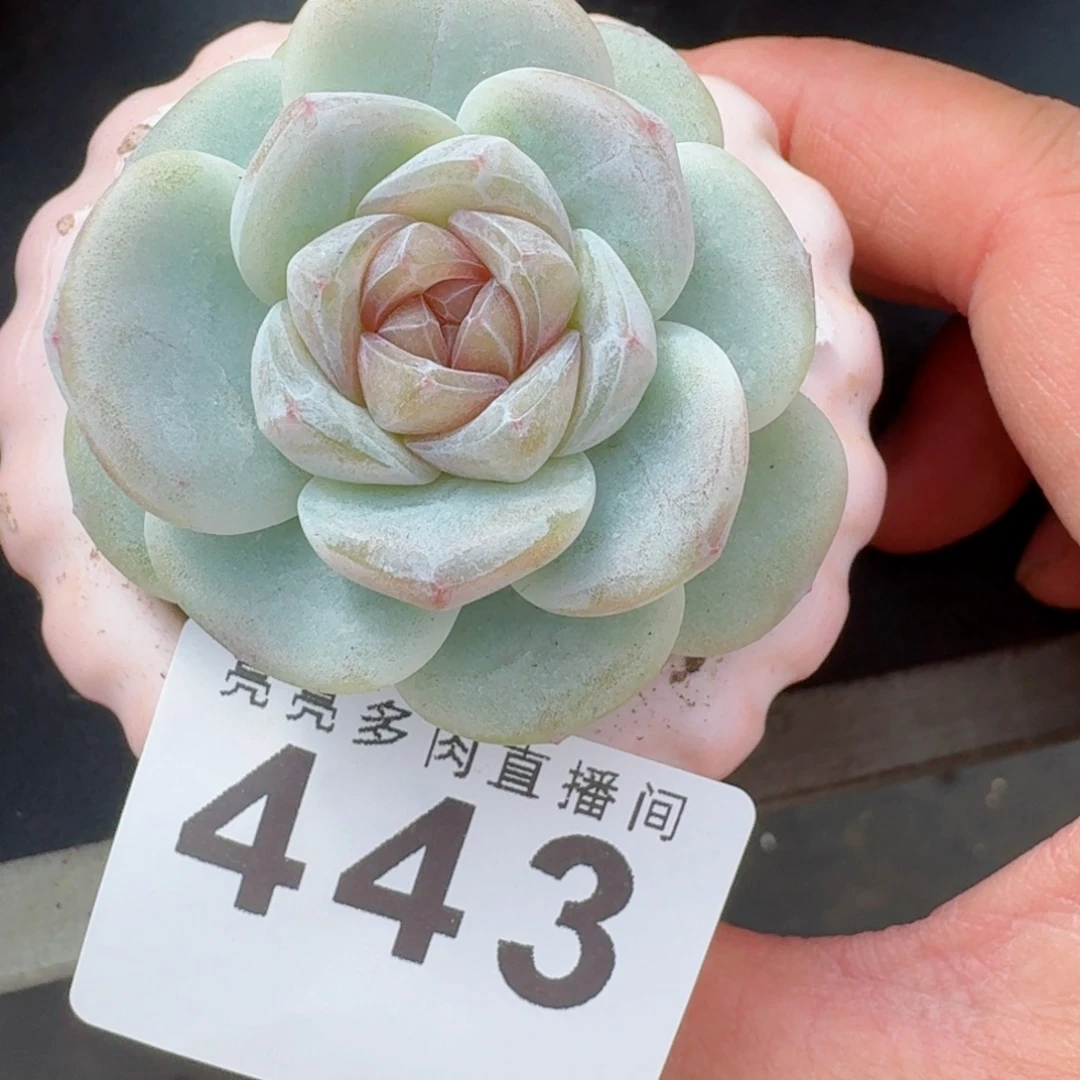 玉清风      愿你一路坦途，乘风破浪展宏图