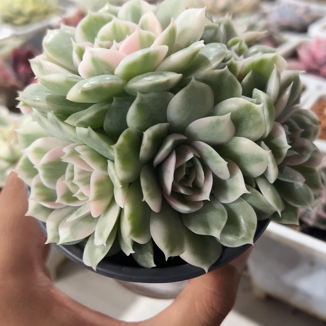 昂斯诺锦群多肉植物