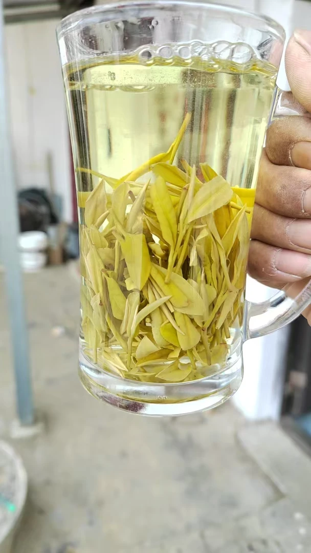 2025年黄金叶黄金芽黄茶散装茶袋装
