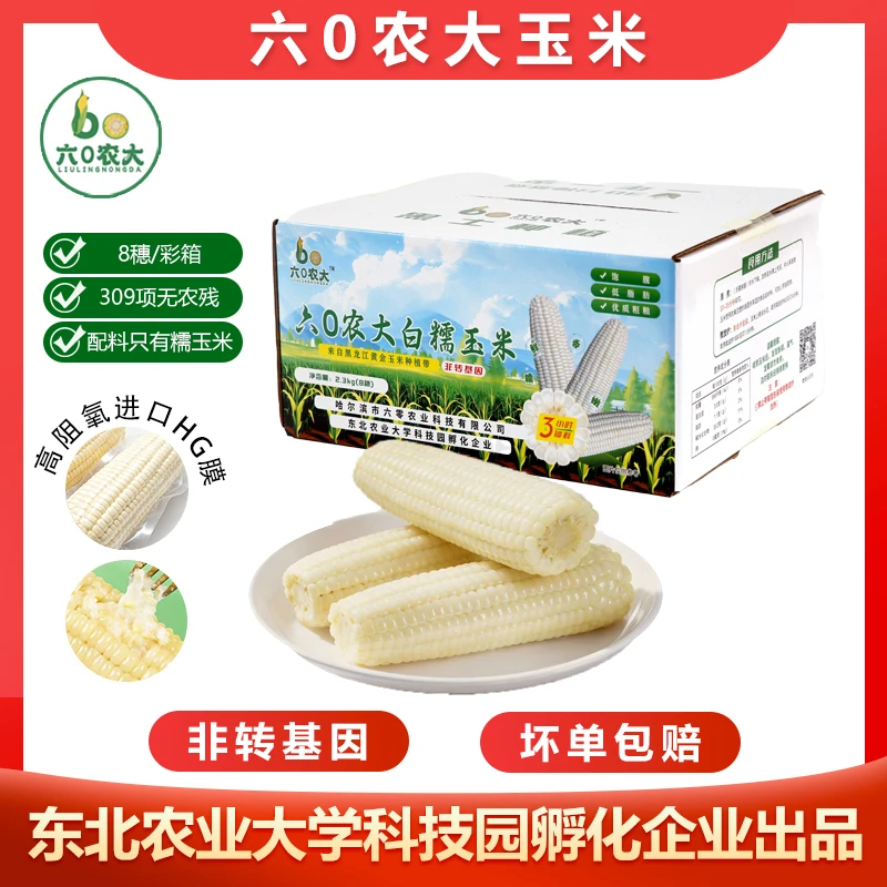 六0农大白糯玉米 东北鲜食玉米 低脂粗粮苞谷黏玉米真空粘玉米棒