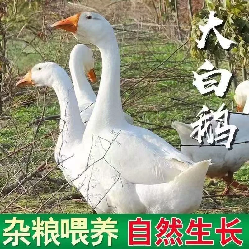 大白鹅买一送一散养毛重14斤宰杀净重2只10斤带心肝肠珍青年鹅