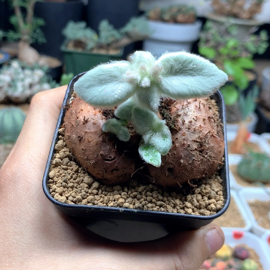 红花断崖女王带盆6.5cm