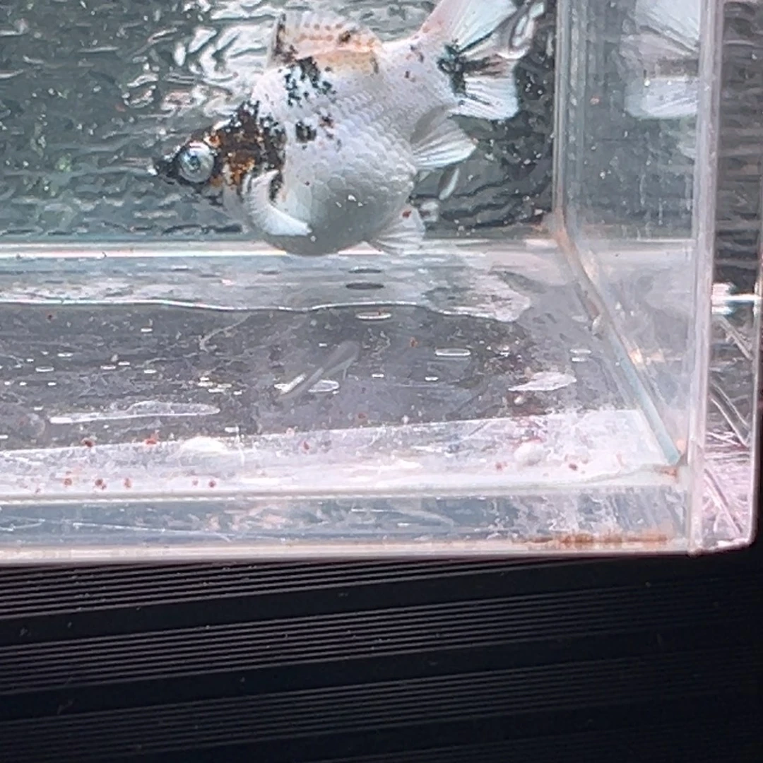 孔雀鱼玛丽鱼一条