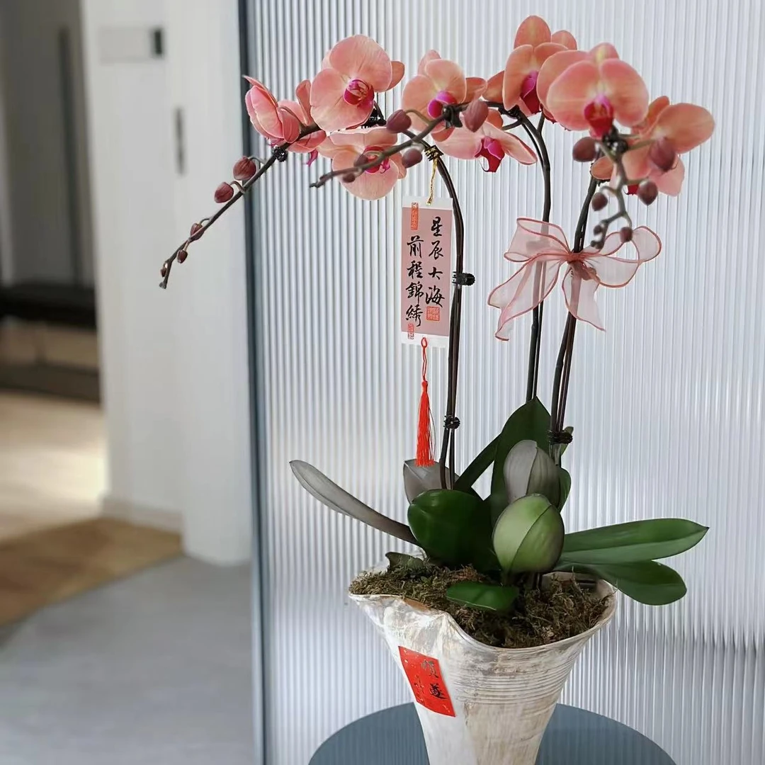 【思芹花卉｜焦糖玛琪朵蝴蝶兰】带土盆栽，1颗发圆通，2颗发顺丰