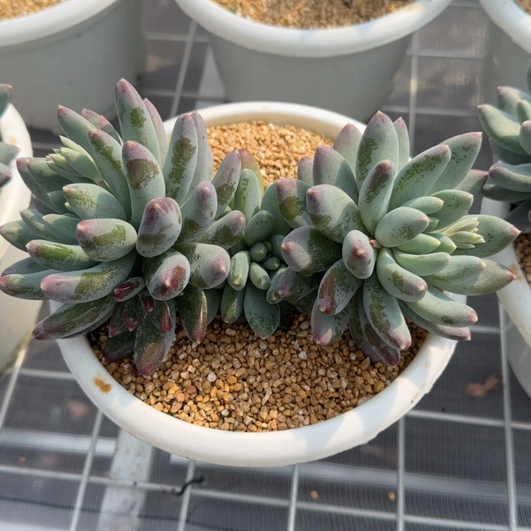 从前慢花园精选多肉星月菩提