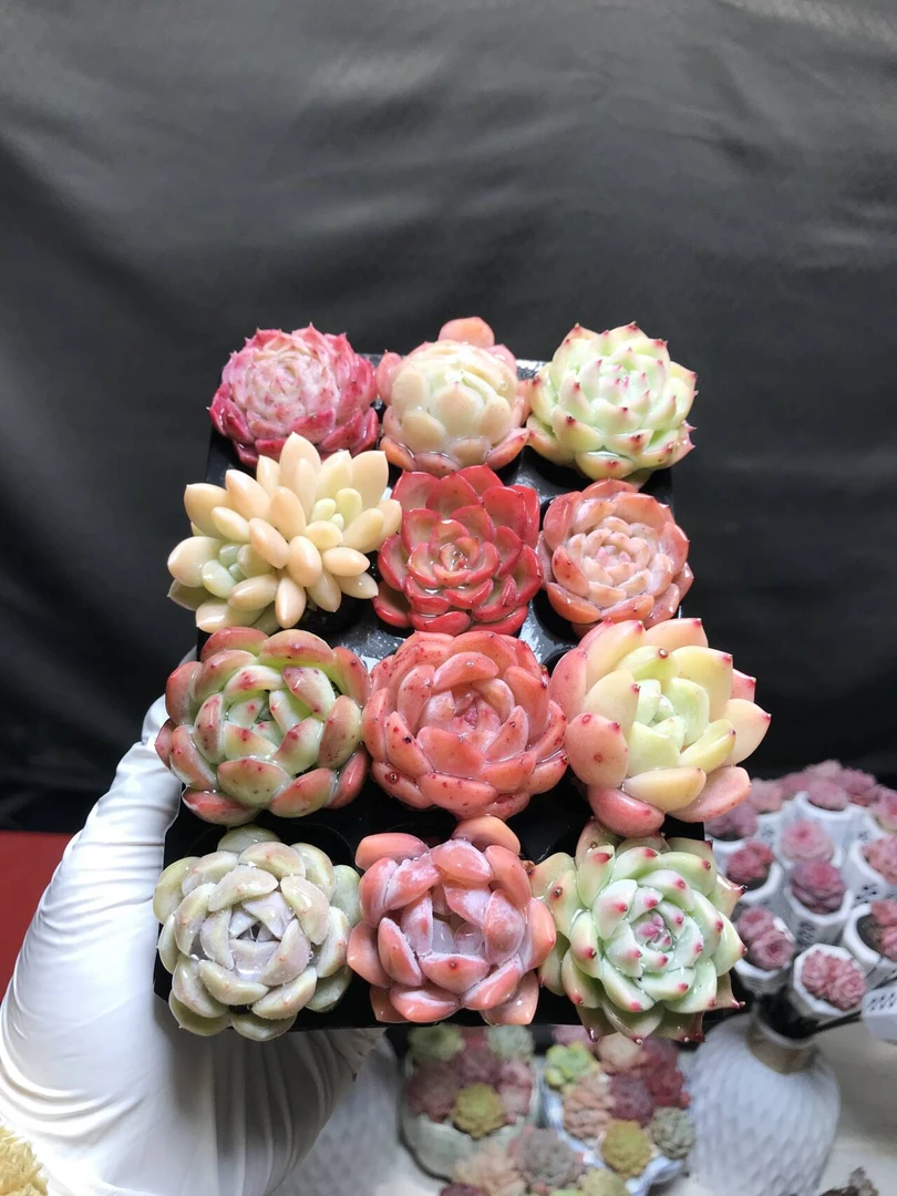 稀有品种多肉植物3-5cm桌面12颗