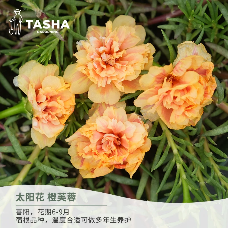 塔莎的花园[达人专属]太阳花盆栽花苗阳台观花植物马齿苋耐热耐晒