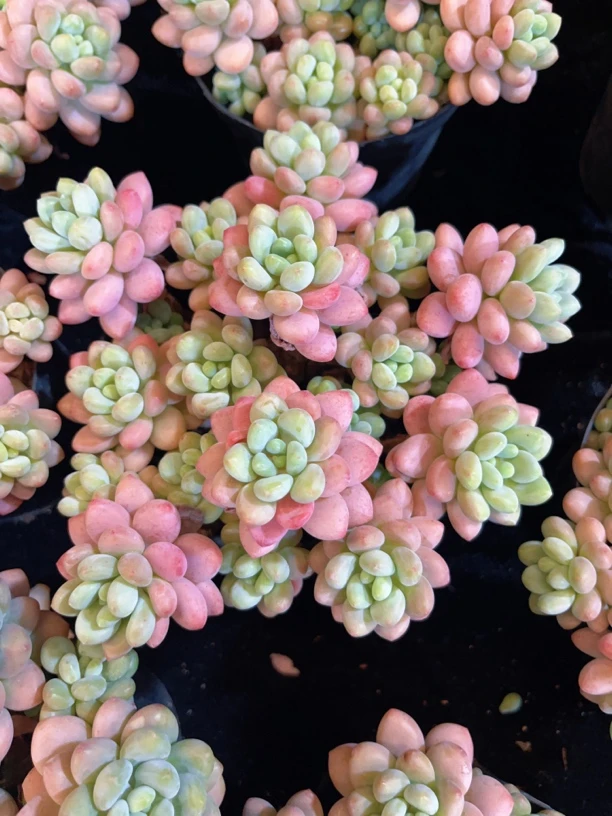 鱼子酱洛可可多肉综合链接