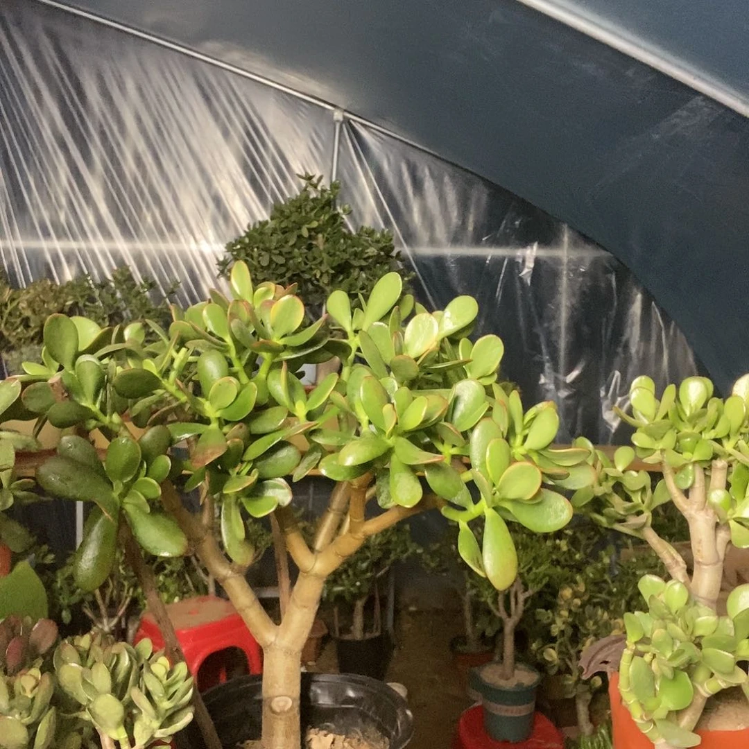 自***翔完全开放黄金花月一物一拍