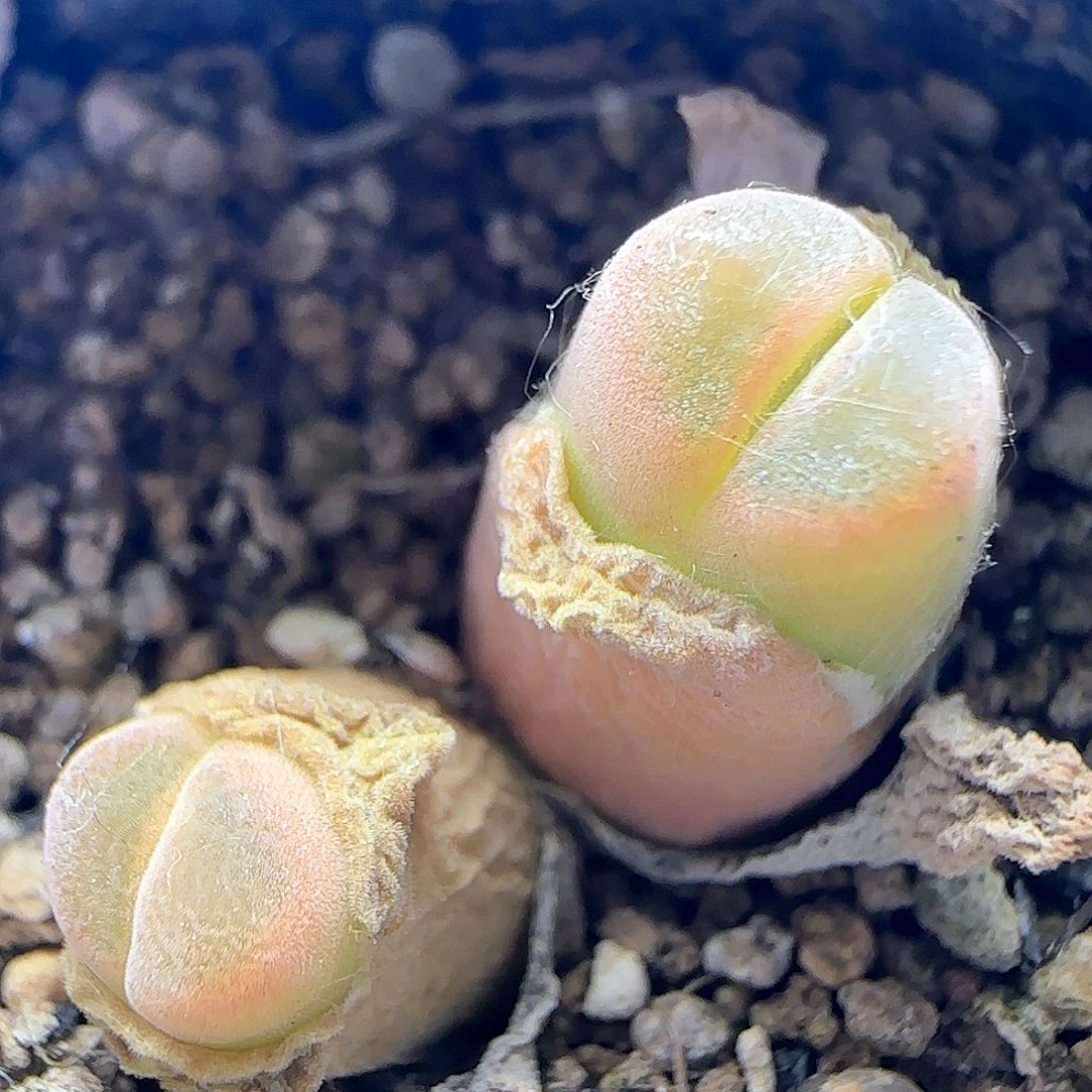 开播福利来啦39896