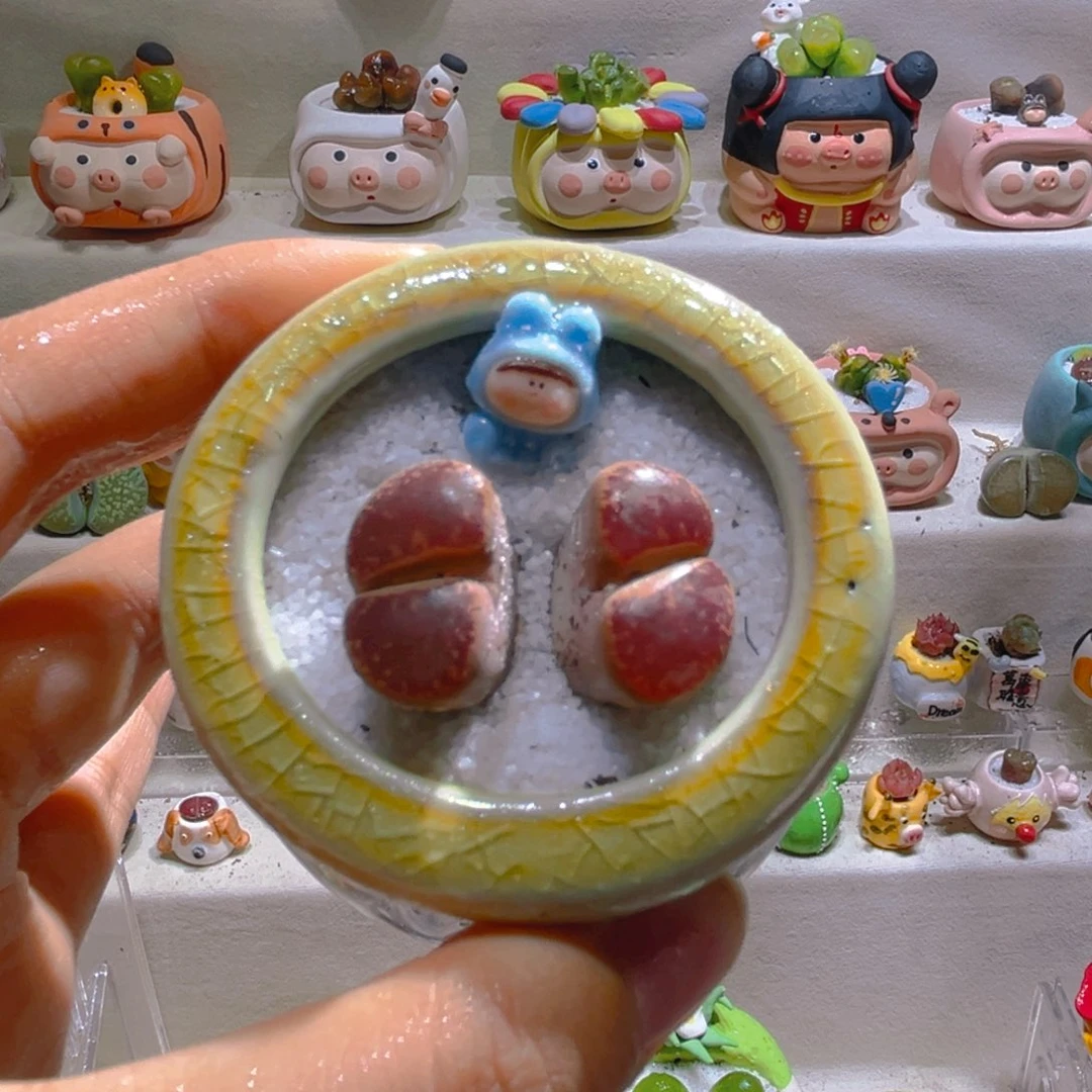 043酒红日轮带盆土一套15