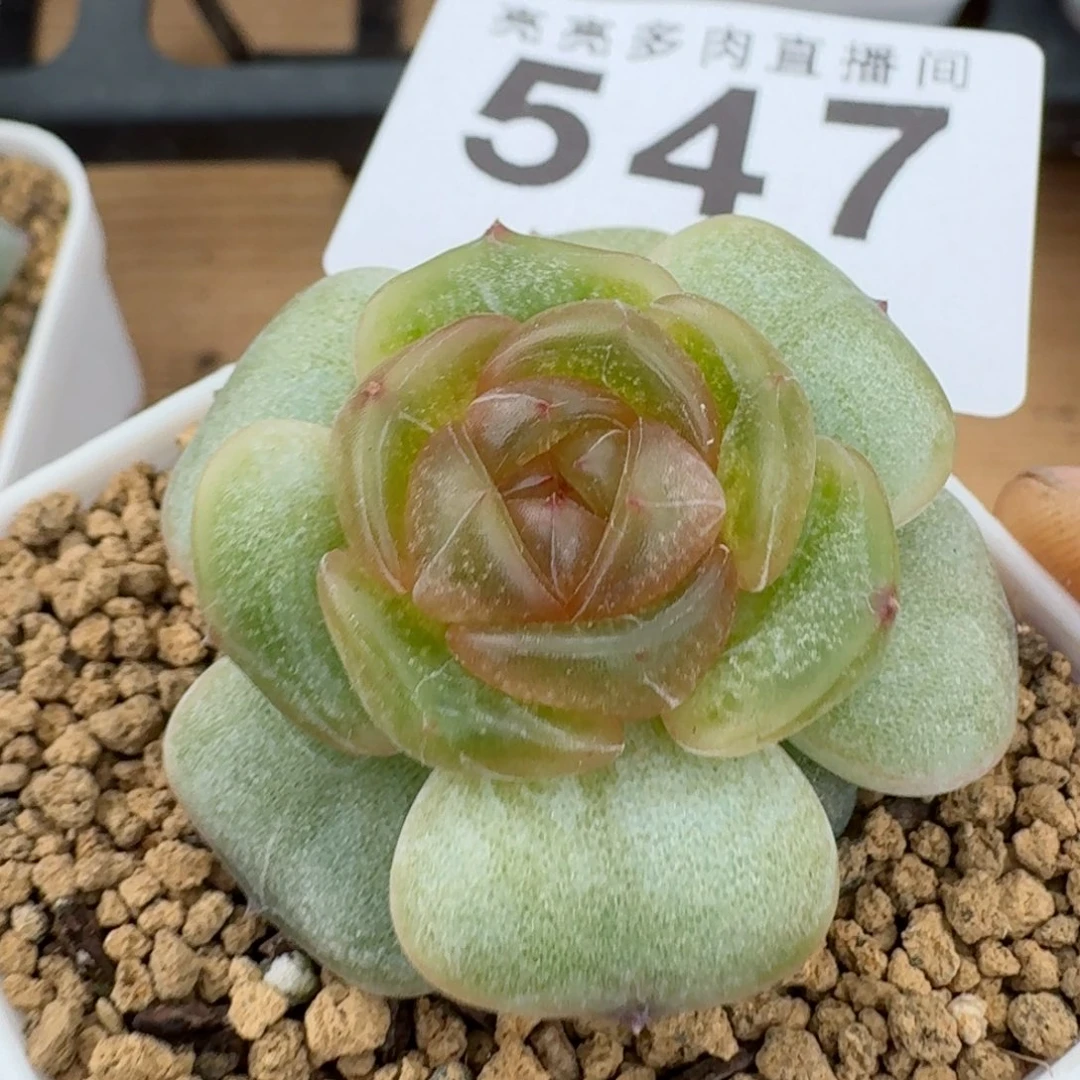 宫花          摇身一变高富帅，一夜暴富动作快