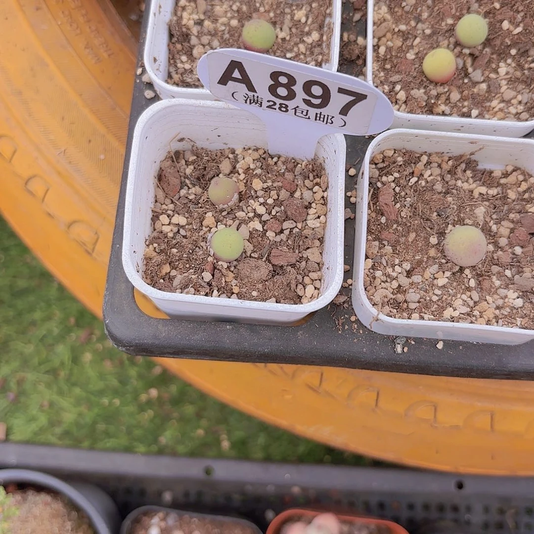 棒*糖A897鸽子蛋一物一拍多肉