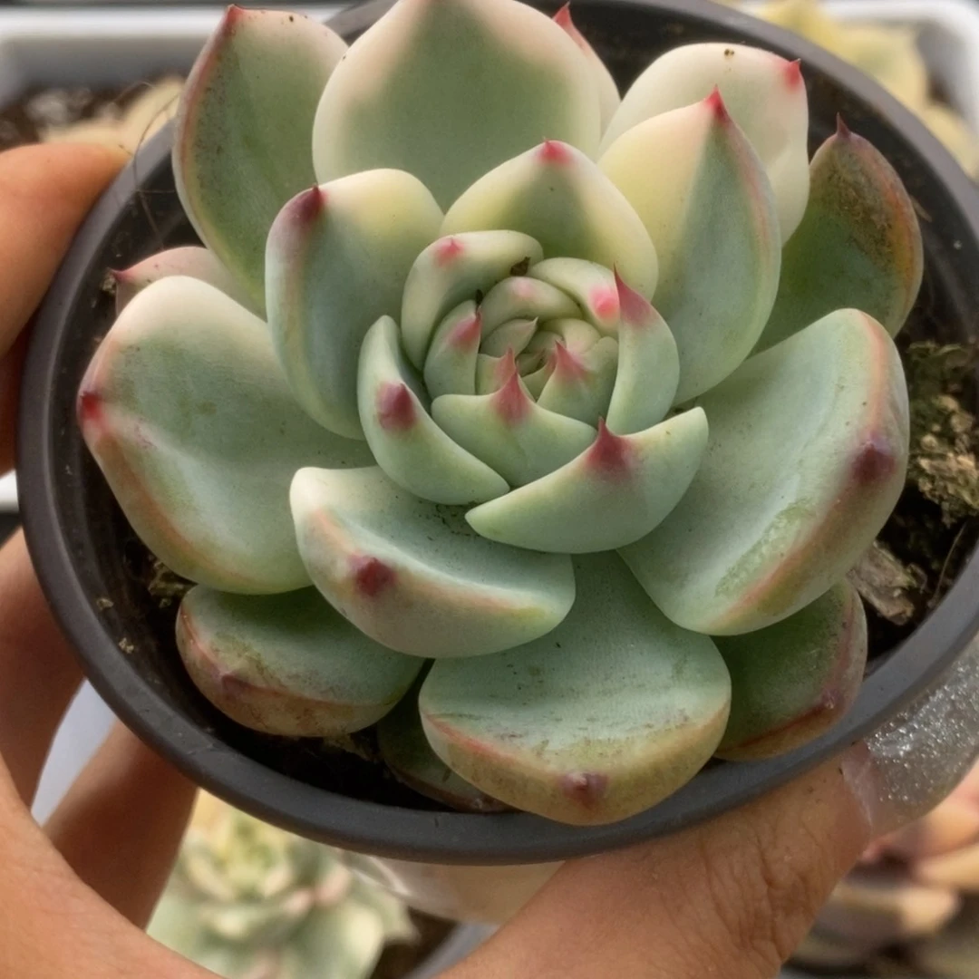 142锦锦锦锦锦锦锦