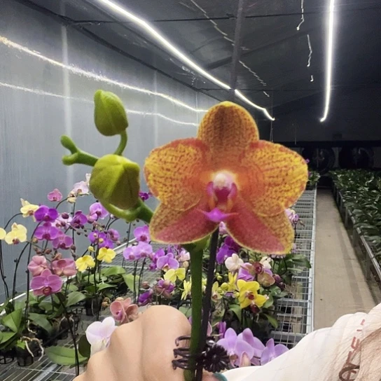 完全开放A013蜡质香味