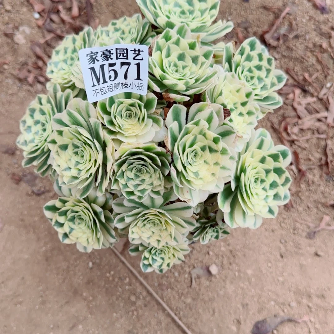 迈巴赫法师571冠幅20