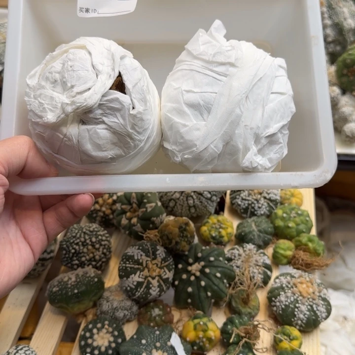 兜星球仙人球042号