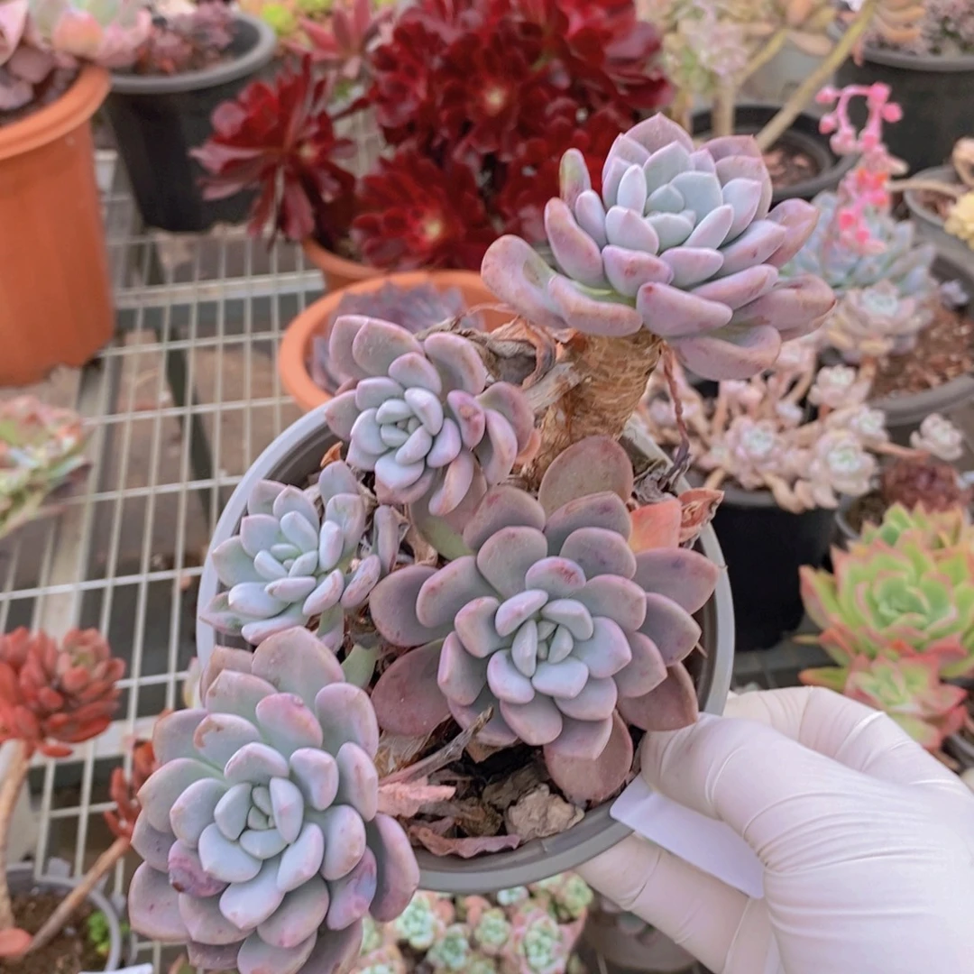 9453白鹭老桩一物一拍