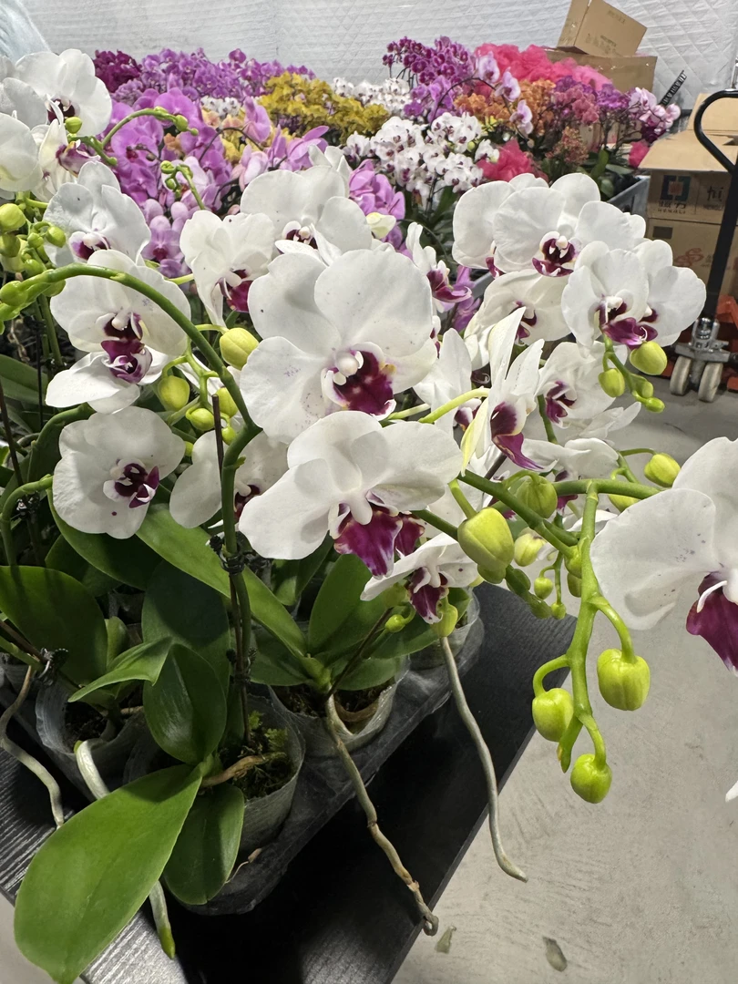 南汐蝴蝶兰【小红唇】年宵花 乔迁之喜送人带花基地直发