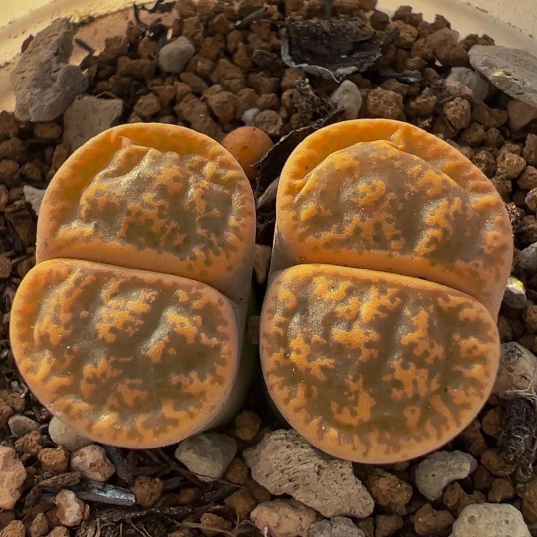 79多肉植物百科植物