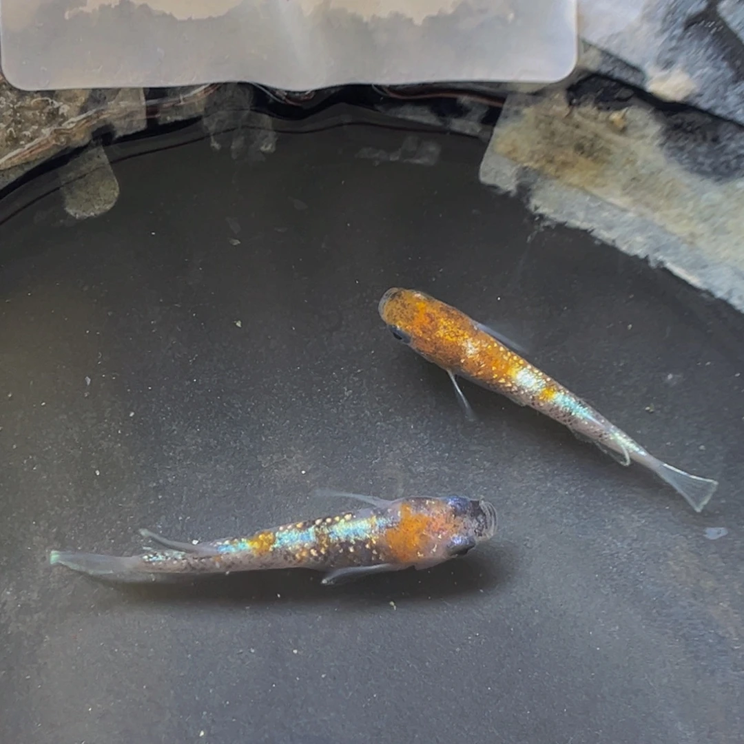 青鳉202lu04一对公母