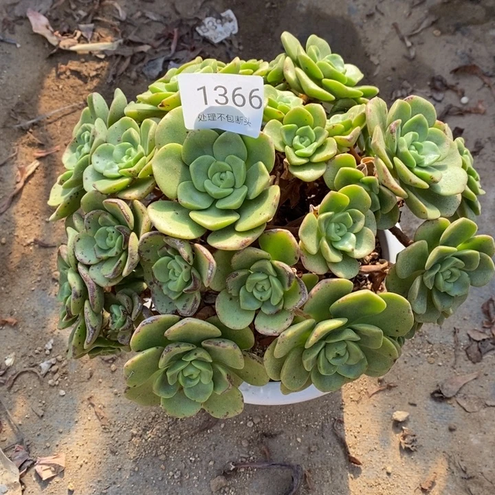 百合丽丽多肉断头不包1366